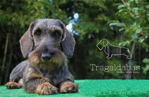 Tragaldabas Antares