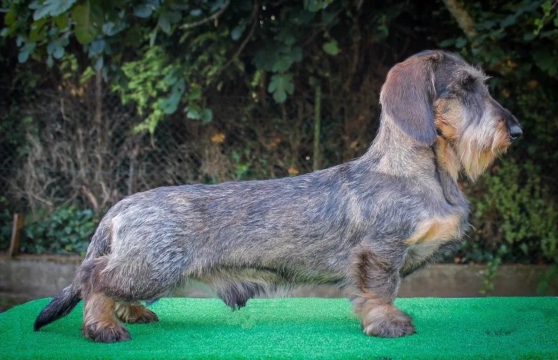 Tragaldabas Bertín, teckel miniatura de pelo duro cor xabarín, de perfil no xardín