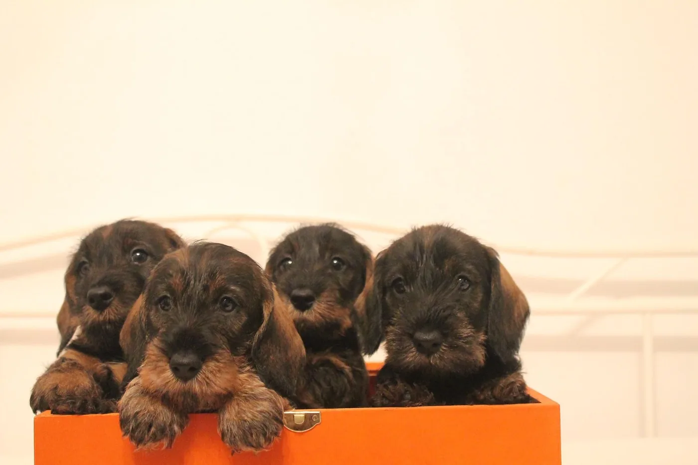 Cachorros de teckel de pelo duro de Tragaldabas